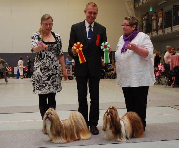 Shih Tzu Danmark